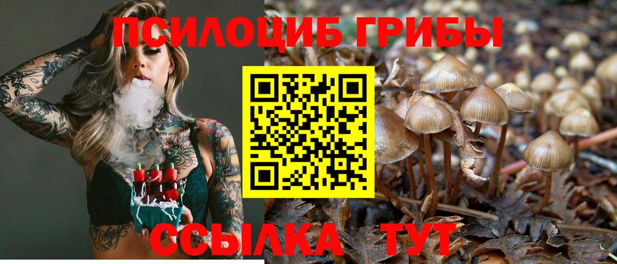 Псилоцибиновые грибы Psilocybine cubensis  Галлюциногенные грибы прущие грибы  Владимир  Вход с VPN 
